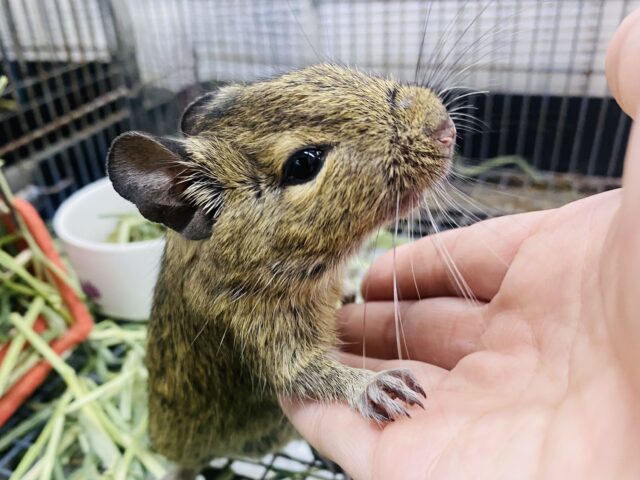 最新画像有ります⭐️🍃小さな冒険家？！どこへでもグイグイ行っちゃうデグーアグーチちゃん💕