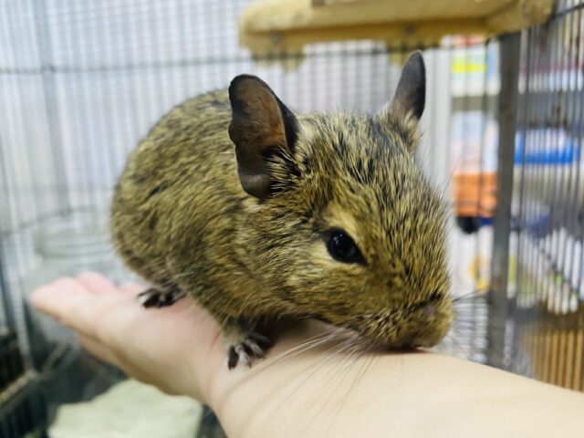 デグー