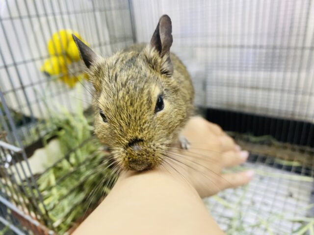 デグー