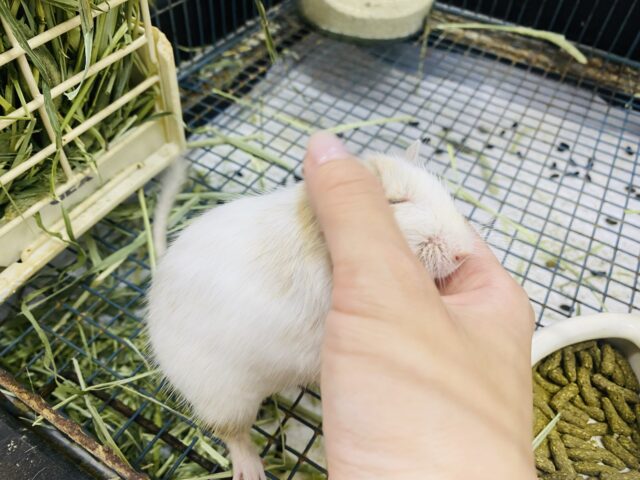 デグー