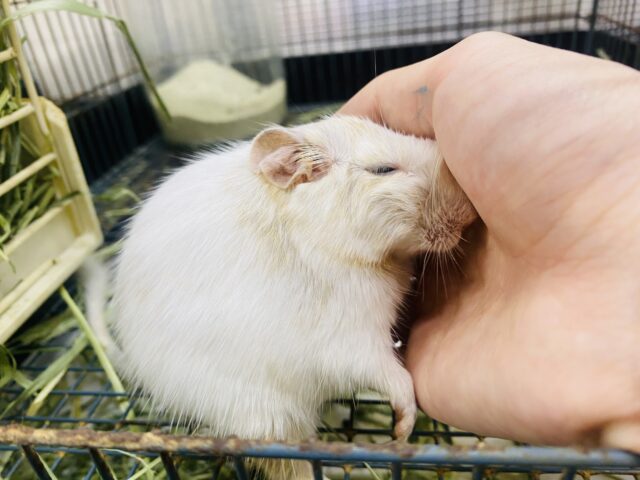 デグー