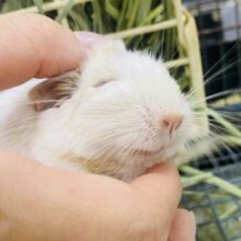 最新画像有ります🌟カキカキしてくださいな〜💕ミルク多めのカフェラテちゃん☕️サンドパイド！