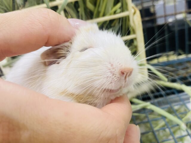 最新画像有ります🌟カキカキしてくださいな〜💕ミルク多めのカフェラテちゃん☕️サンドパイド！