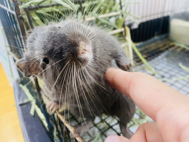 デグー