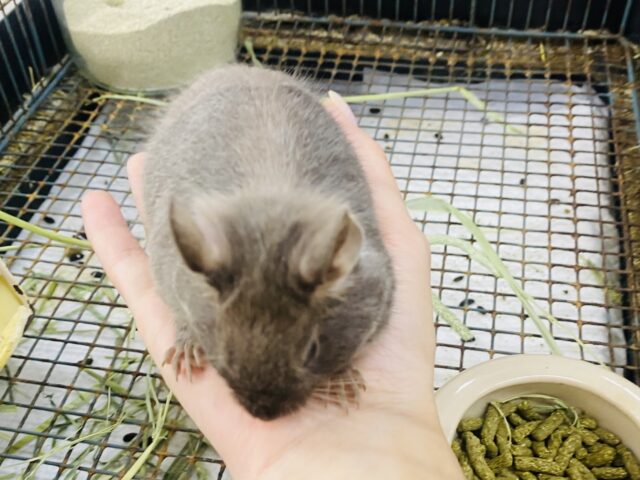 デグー