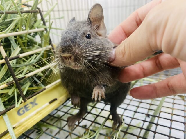 デグー