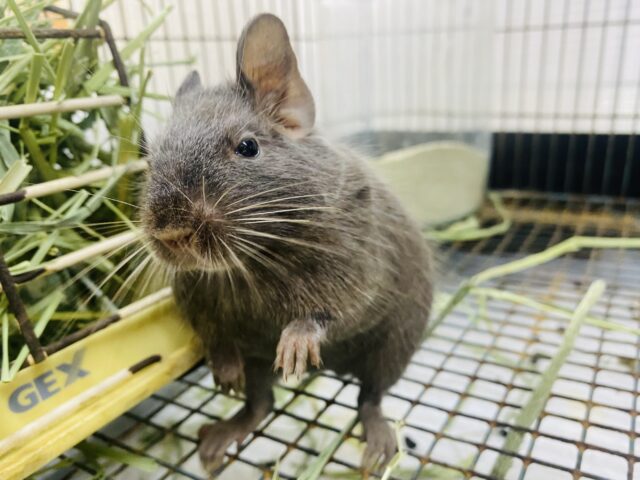最新画像有ります‼️元気いっぱいなヤンチャガール💕甘々チョコレートカラーのデグー🍫
