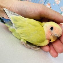 かわいい花葉色の🌼🍃手乗りコザクラインコさん(シナモン)💟
