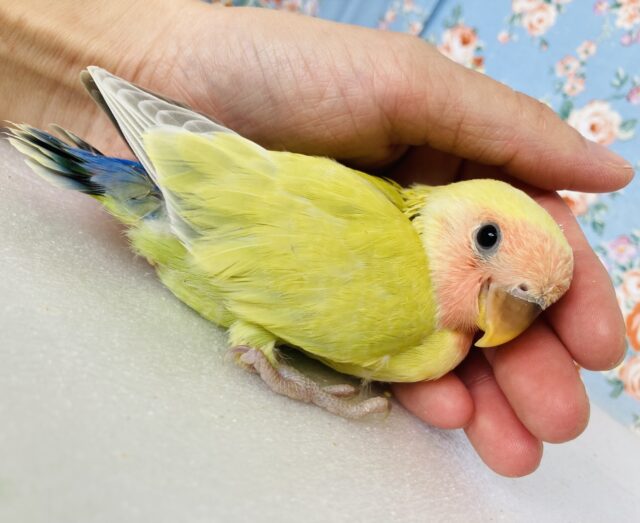 かわいい花葉色の🌼🍃手乗りコザクラインコさん(シナモン)💟