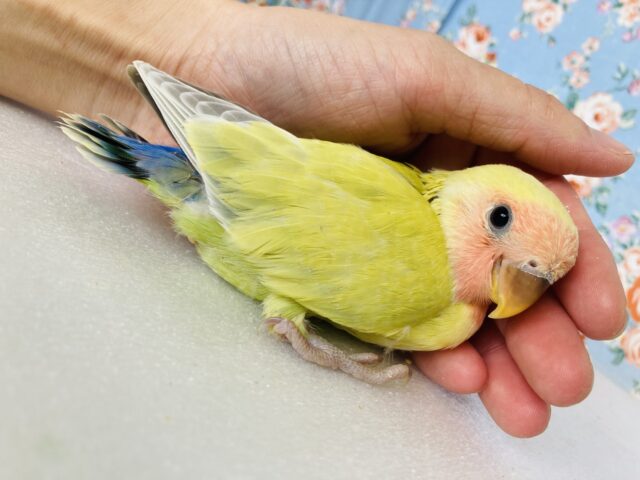コザクラインコ（小桜インコ）