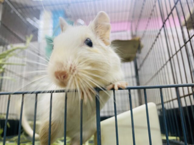 デグー