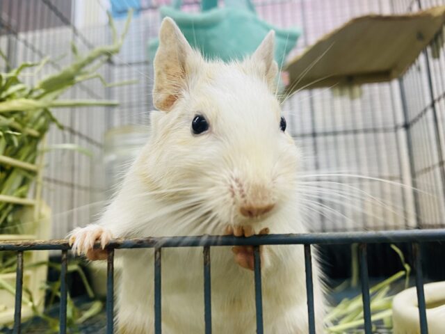 デグー