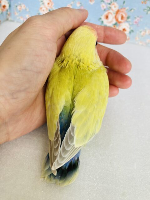 コザクラインコ（小桜インコ）