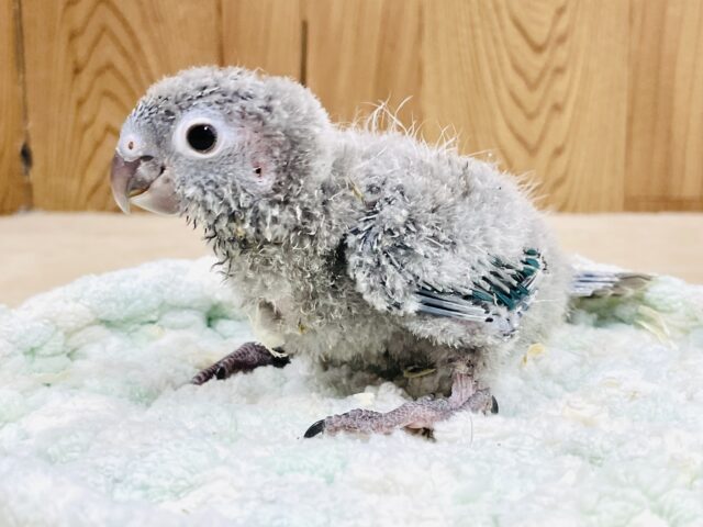 ホオミドリウロコインコ