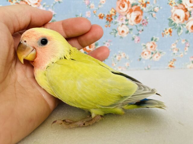 コザクラインコ（小桜インコ）