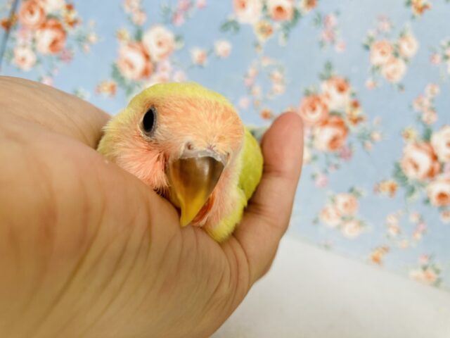 コザクラインコ（小桜インコ）