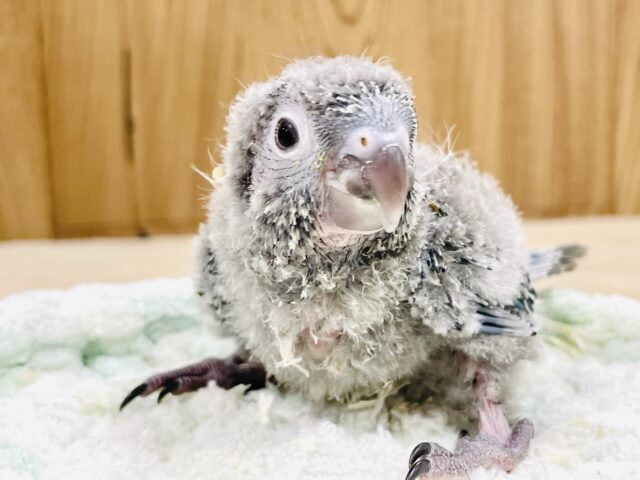 ホオミドリウロコインコ