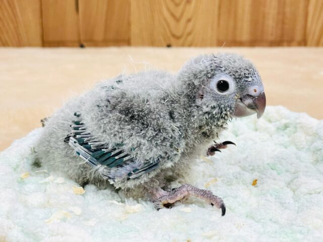 ホオミドリウロコインコ