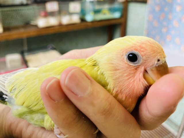 コザクラインコ（小桜インコ）