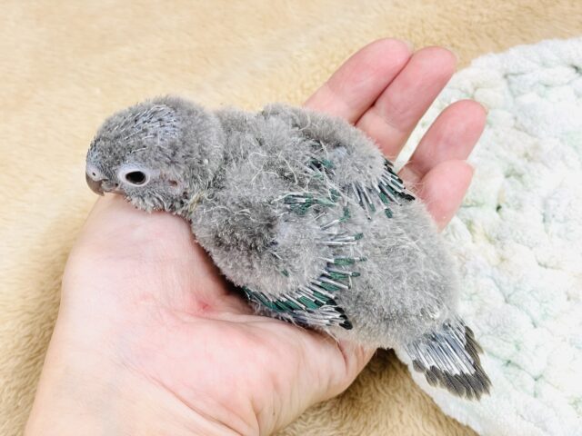 ホオミドリウロコインコ