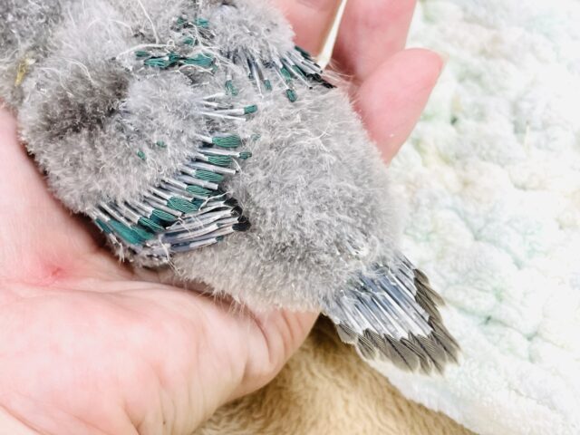 ホオミドリウロコインコ