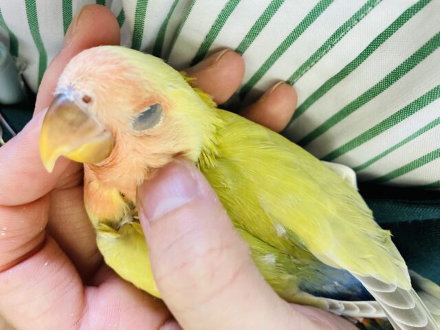 コザクラインコ（小桜インコ）