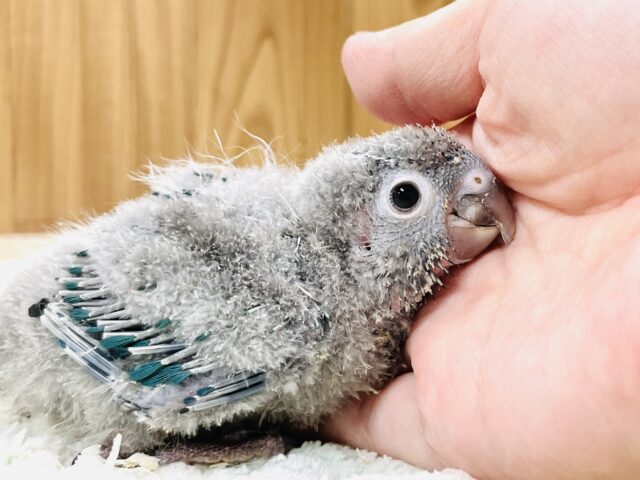 ホオミドリウロコインコ