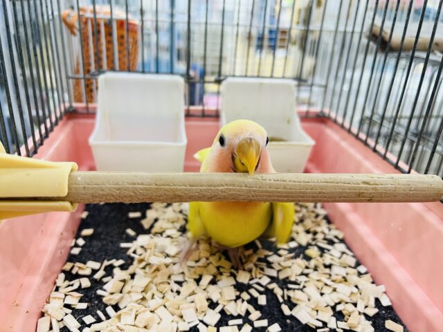 コザクラインコ（小桜インコ）