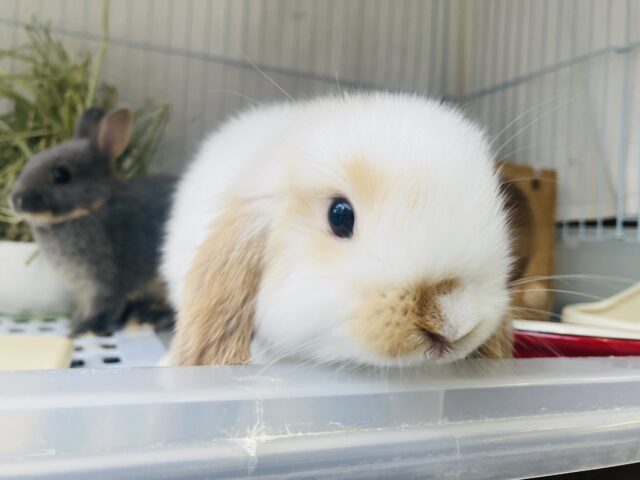 ロップイヤーラビット