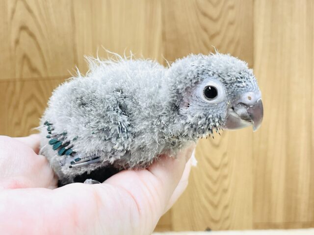 ホオミドリウロコインコ