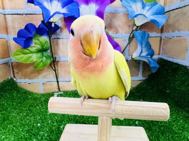 コザクラインコ（小桜インコ）