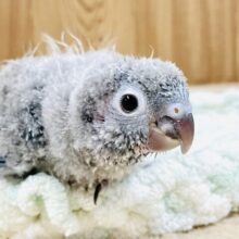 モコモコ！綿毛の国からやってきたウロコインコちゃん（ブルー）ヒナ