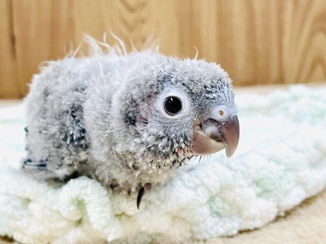 モコモコ！綿毛の国からやってきたウロコインコちゃん（ブルー）ヒナ
