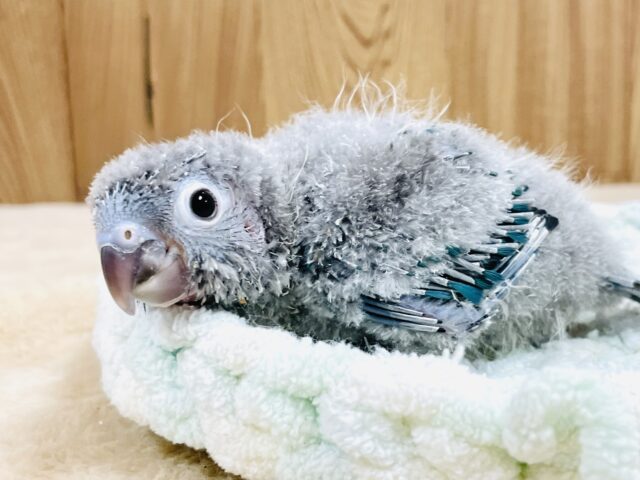 ホオミドリウロコインコ