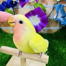 画像更新☆ﾎﾟｯﾌﾟでｷｭｰﾄな爽やかカラー♡小桜インコ（ゴールデンチェリー）