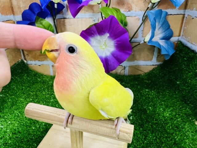 画像更新☆ﾎﾟｯﾌﾟでｷｭｰﾄな爽やかカラー♡小桜インコ（ゴールデンチェリー）