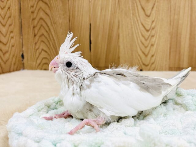 オカメインコ