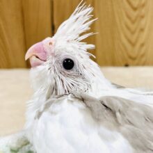 ニコニコ顔のオカメインコちゃん（ホワイトフェイスシナモンパイド）ヒナ