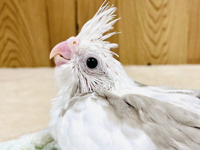 ニコニコ顔のオカメインコちゃん（ホワイトフェイスシナモンパイド）ヒナ
