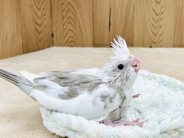 オカメインコ