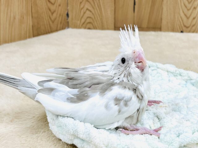 オカメインコ