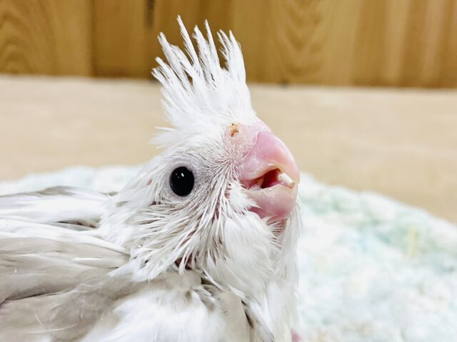 オカメインコ
