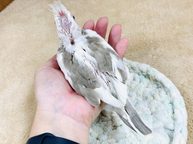 オカメインコ
