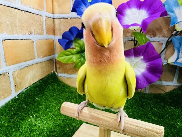 コザクラインコ（小桜インコ）