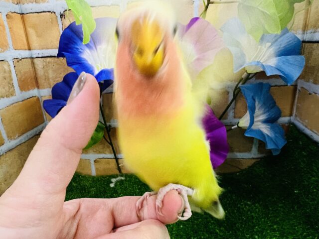 コザクラインコ（小桜インコ）