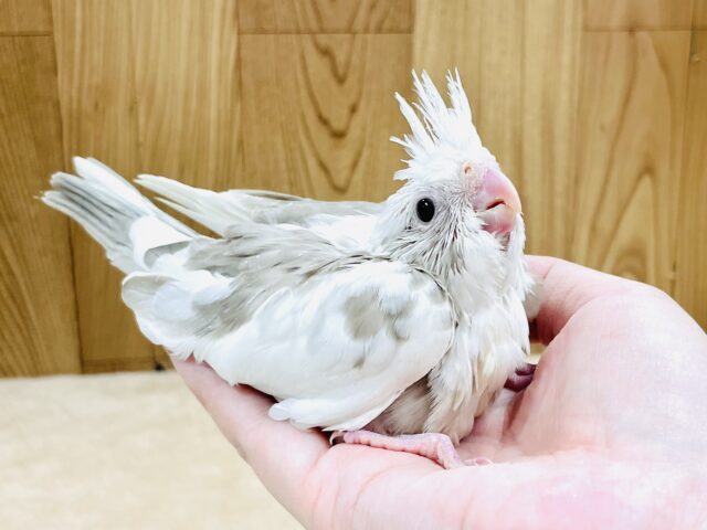 オカメインコ