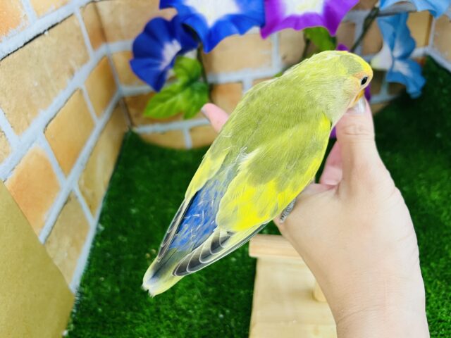 コザクラインコ（小桜インコ）