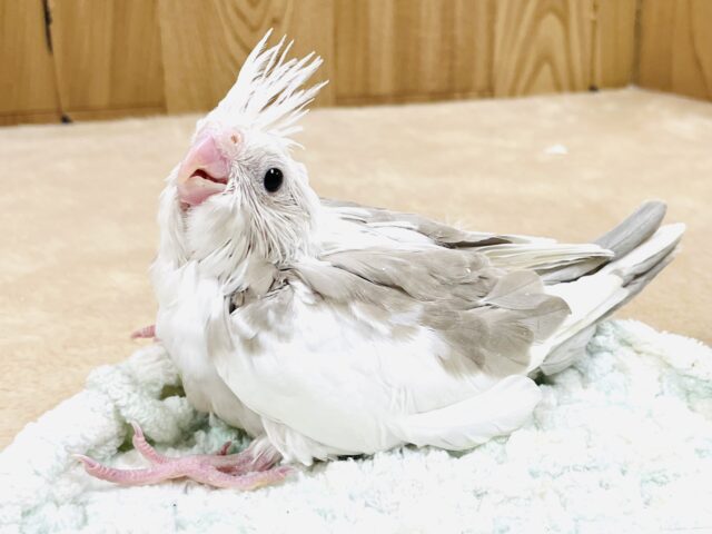 オカメインコ