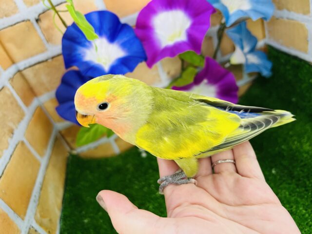 コザクラインコ（小桜インコ）
