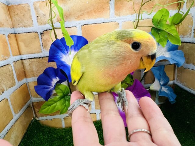 コザクラインコ（小桜インコ）